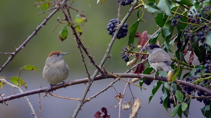 Blackcaps