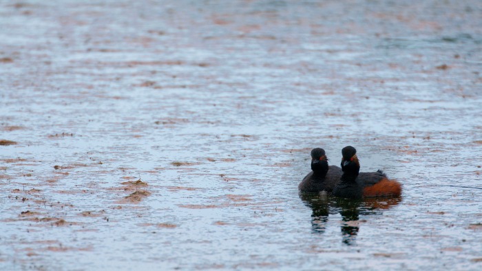 Black-necked grebes