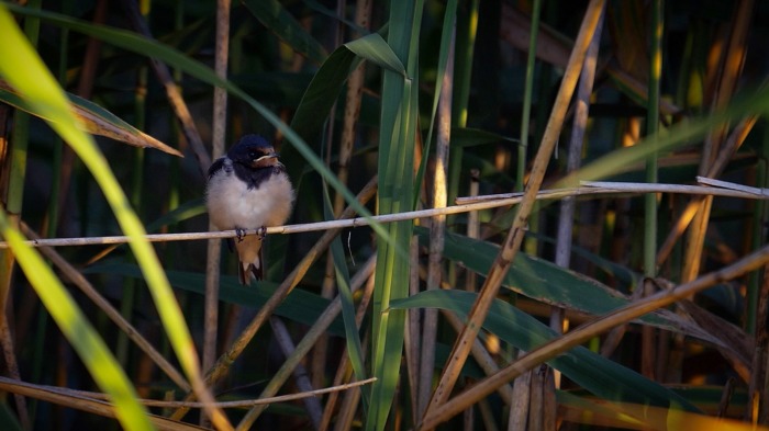 Barn Swallow