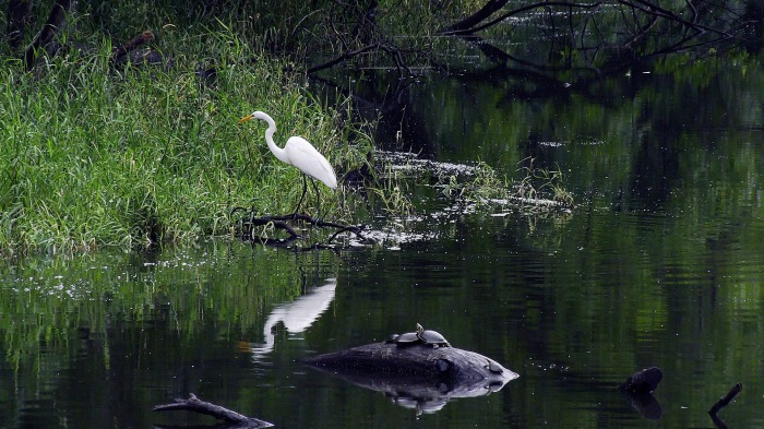 Around the pond