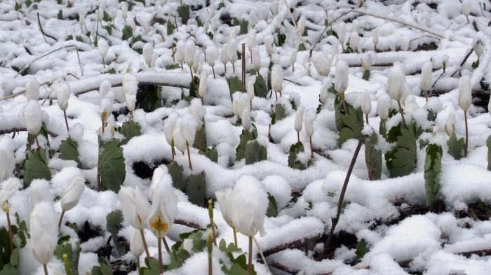 Bloodroot flowers