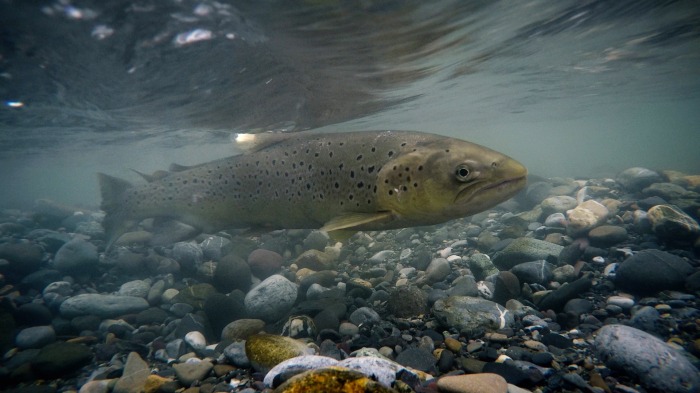 Salmo trutta
