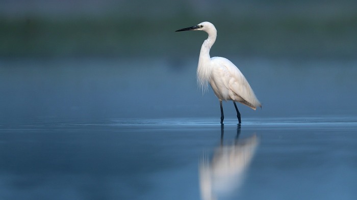 Little Egret
