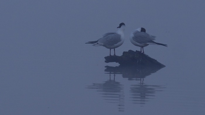 Black-headed Gulls