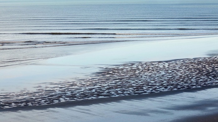 Shorebirds