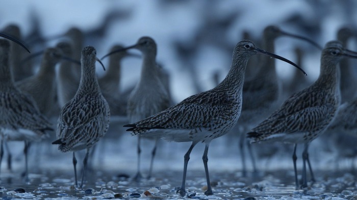 Sandpipers