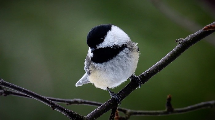 Chickadee