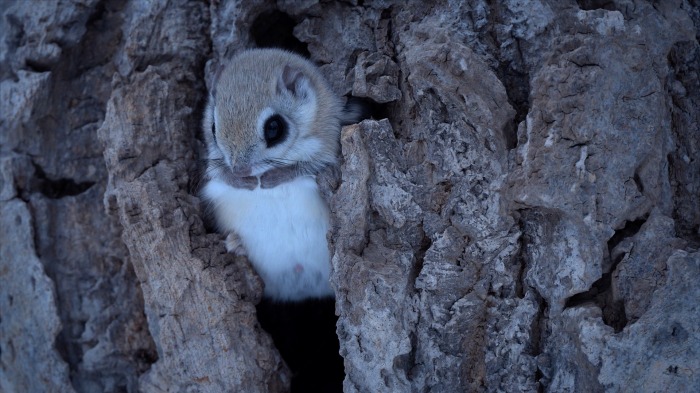 Momonga