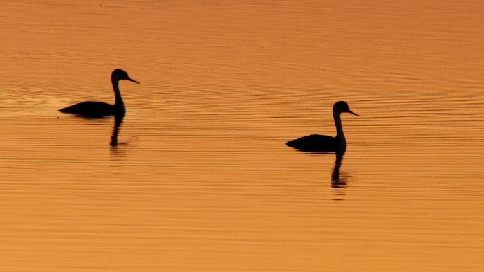 Sunset swim