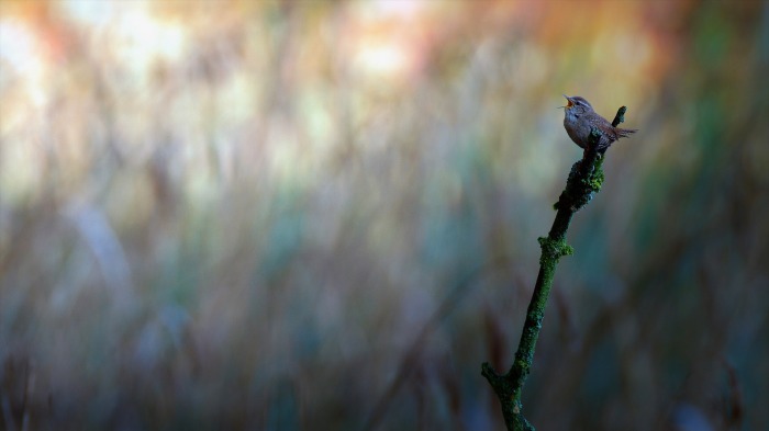 Eurasian Wren