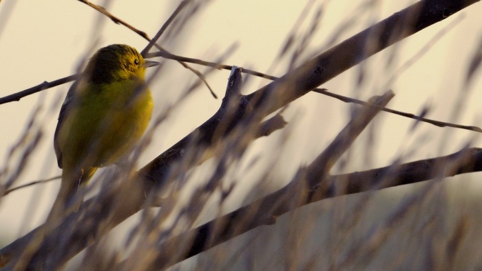 Dawn chorus