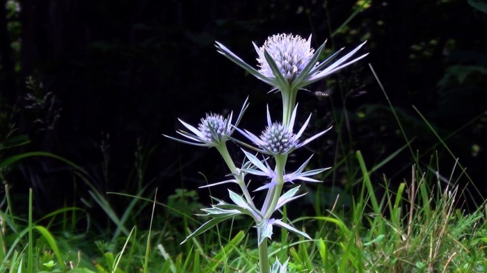 Mountain flora