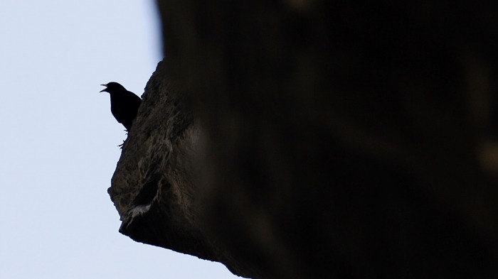 Alpine Choughs