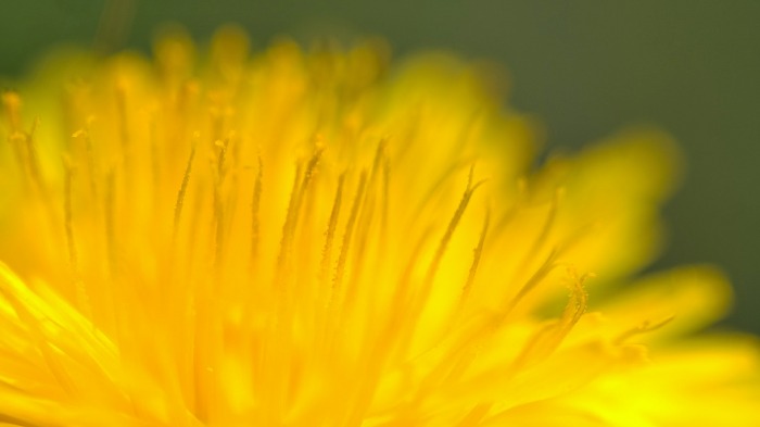 Dandelion