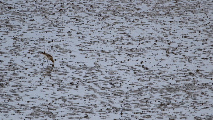 Eurasian Curlew