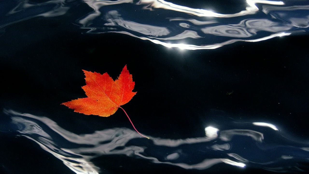 Nature 365 Red colors 20241019